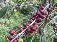 Monthly Recommend 3 Beans 300g set (100g×3)