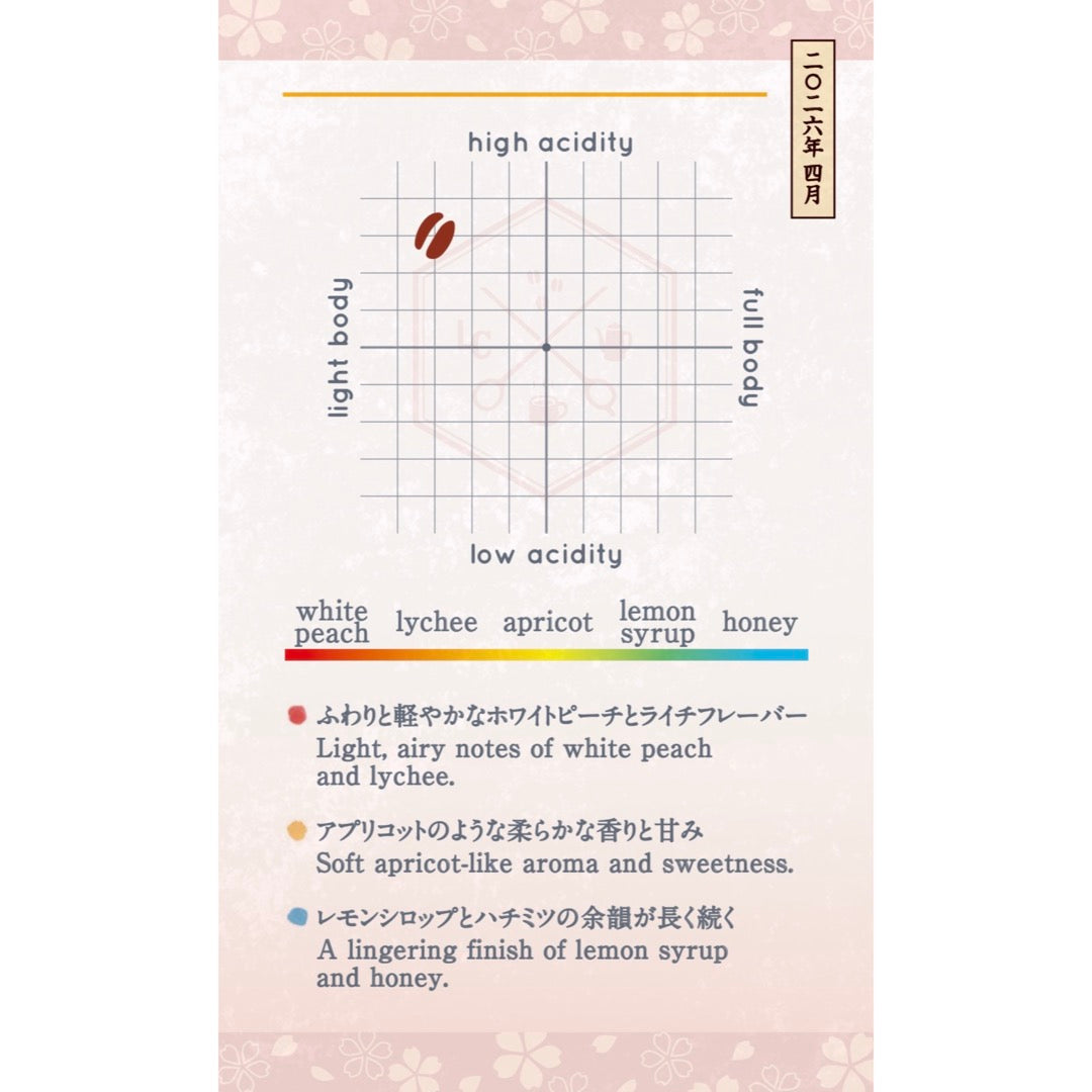 【Seasonal Blend 2026】April | Sakura-Gumo Blend (桜雲)